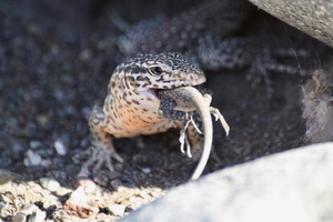 Fotografía Callopistes maculatus