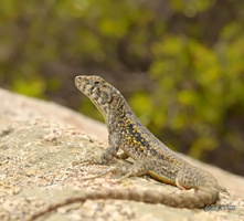 Fotografía Liolaemus monticola