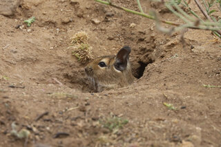 Degú común forrajeando entre la vegetación