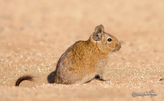 Fotografía Octodon degus