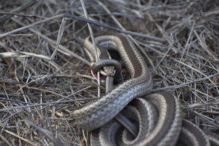 Culebra de cola larga en primer plano