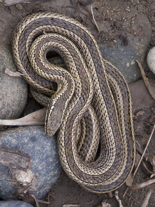 Culebra de cola larga en posición vertical