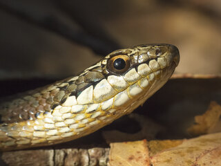 Culebra de cola larga entre la vegetación