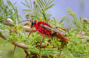 Fotografía Sphex latreillei