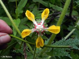 Fotografía Loasa placei