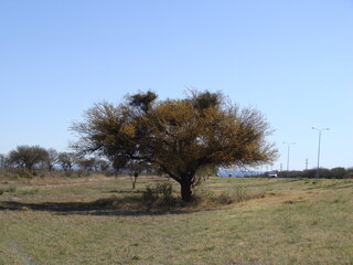 Detalle de espinas del espino