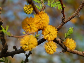 Espino en el matorral esclerófilo