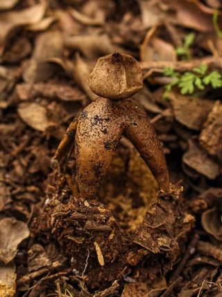 Geastrum fornicatum abierto