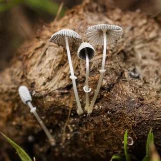 Poros amarillos de Narcissea ephemeroides