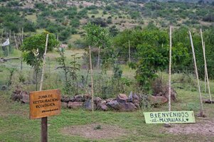 Restauración ecológica con método Miyawaki en el Bosque Panul