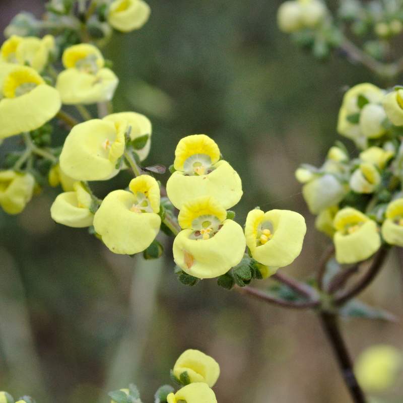 Flora, Fauna y Fungi